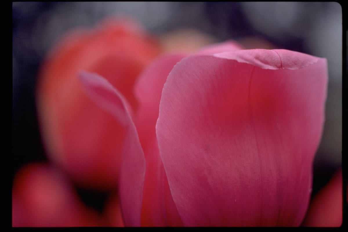 Untitled (Tulips) 