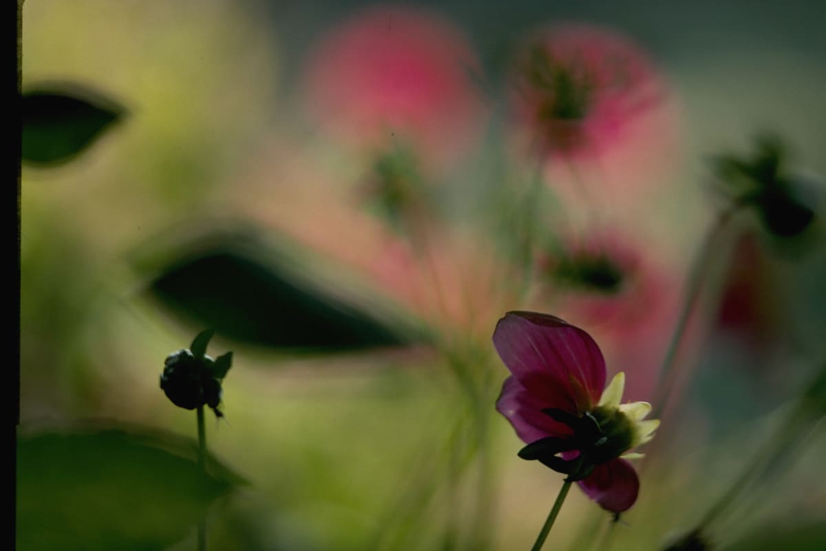 Untitled (Cosmos) 