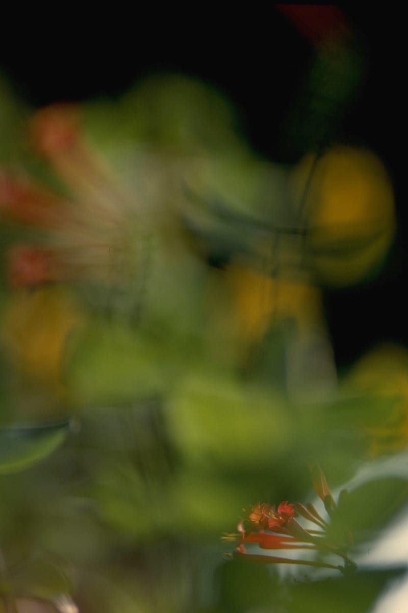 Untitled (Leaves and Honeysuckle) 