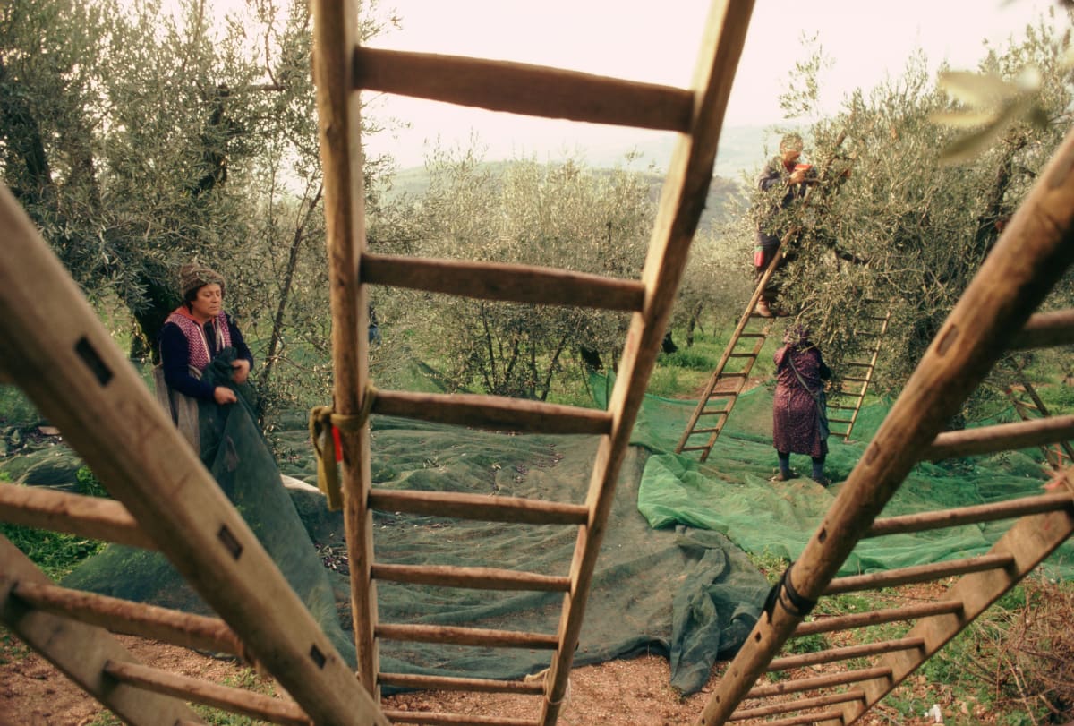 Olive harvest, Italy by Kay Chernush 