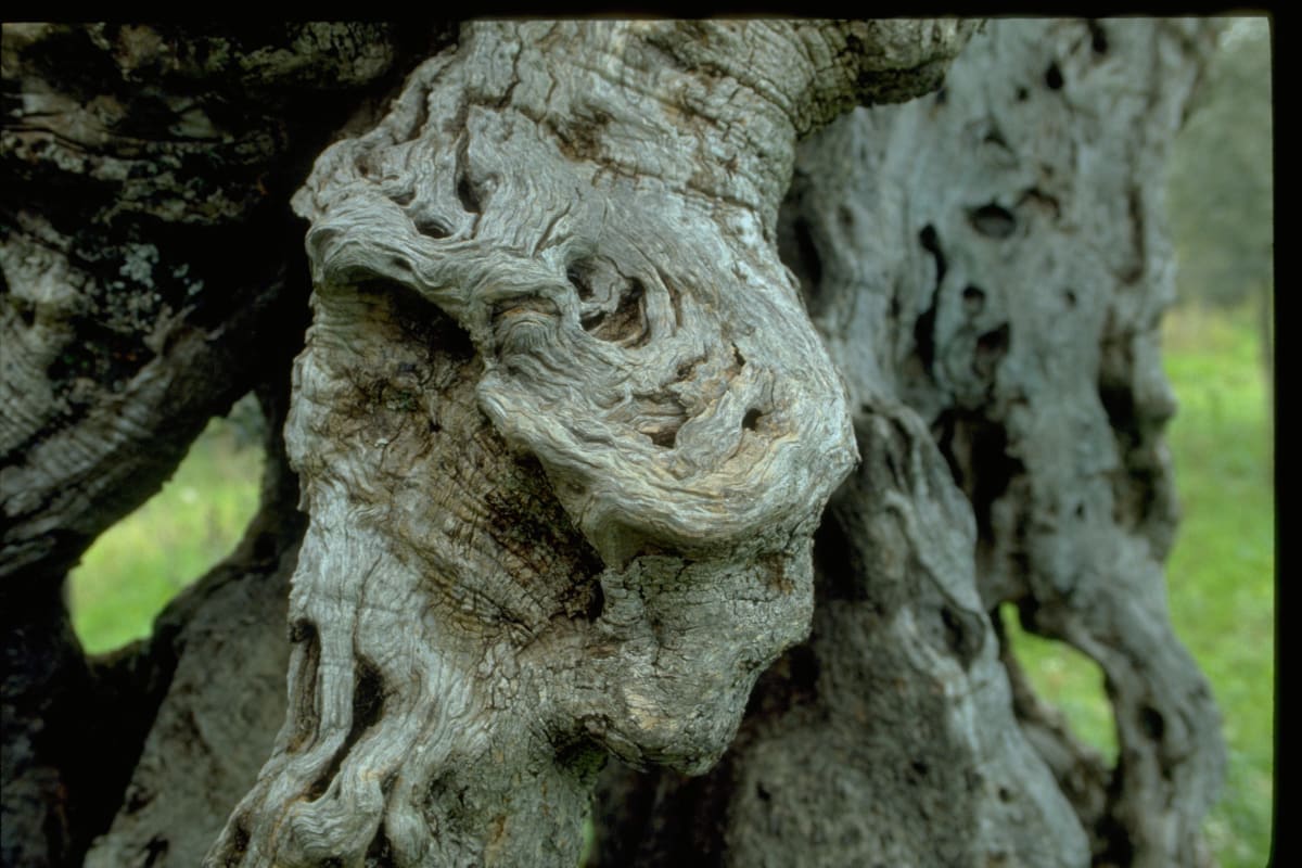 Untitled (Olive tree) 
