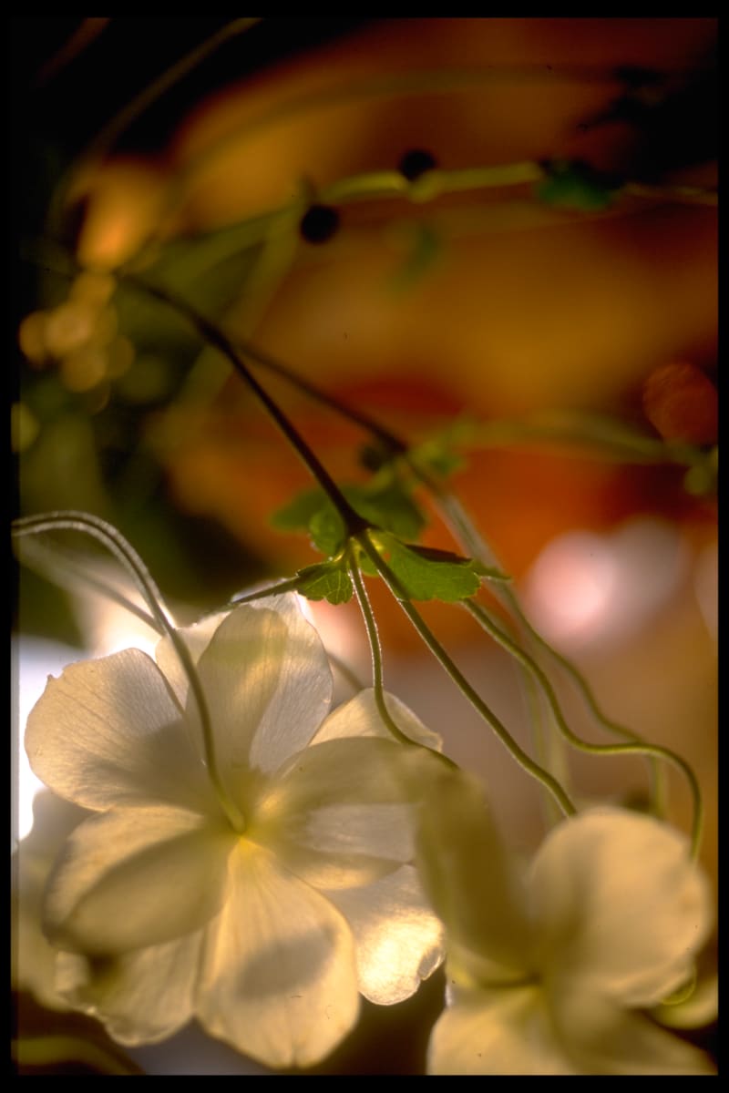 White anemones by Kay Chernush 