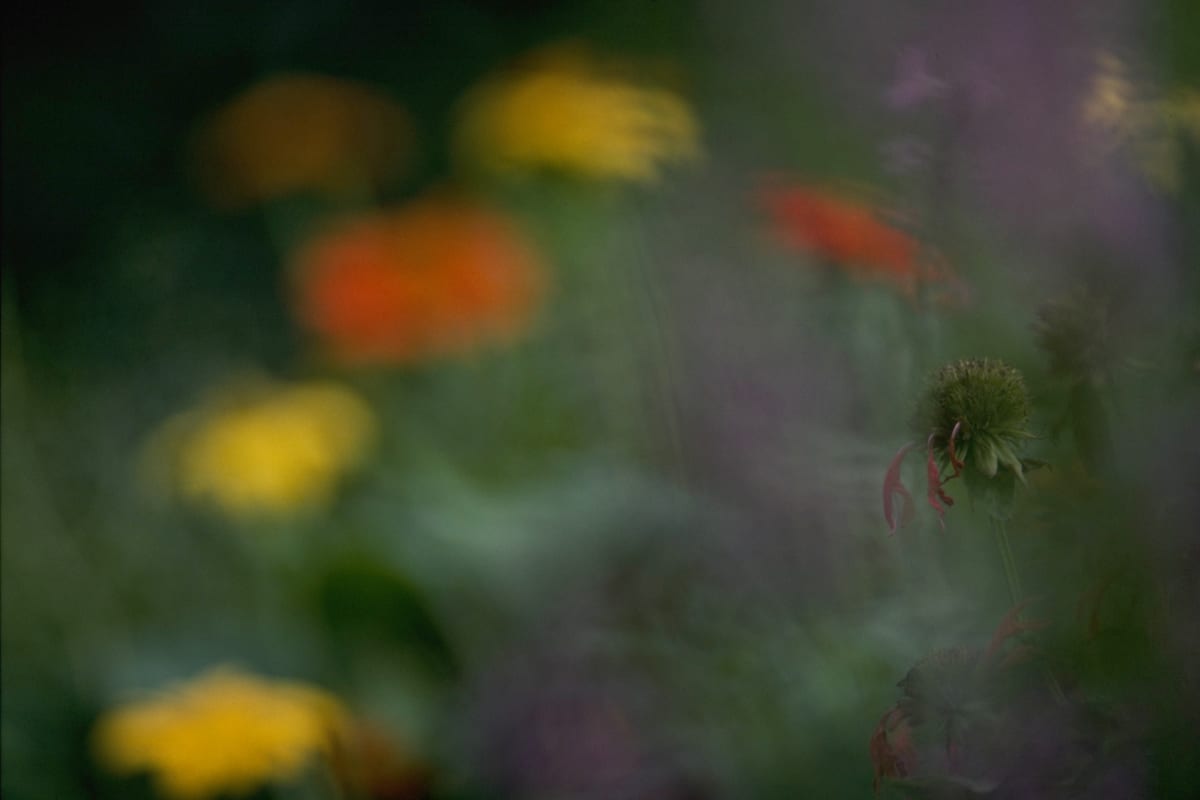 Untitled (Echinacea with orange and yellow flowers) 