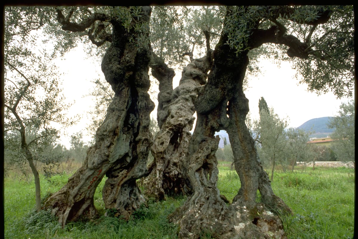 Untitled (Olive trees 2) 