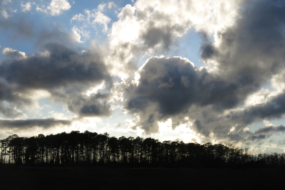Untitled (Trees with clouds), Image 1.