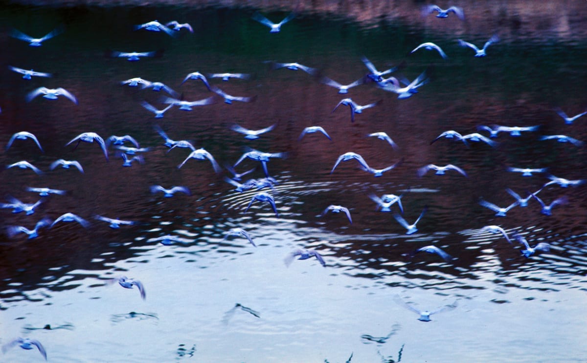 Jodhpur gulls by Kay Chernush 