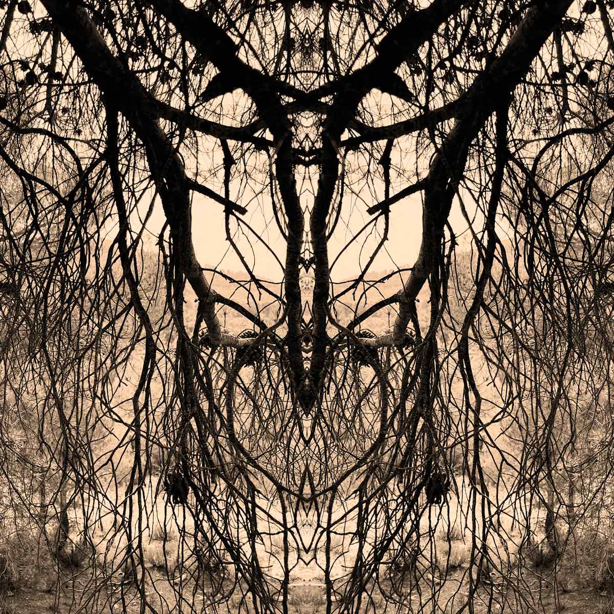 Hidden Creature 02 by Katie Hagen (Kat), Image 2.