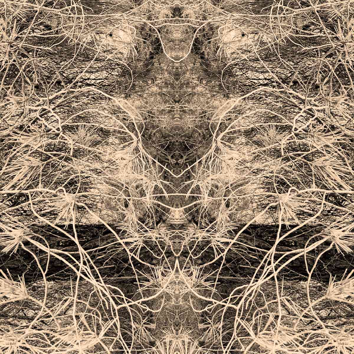 Hidden Creature 07 by Katie Hagen (Kat), Image 6.