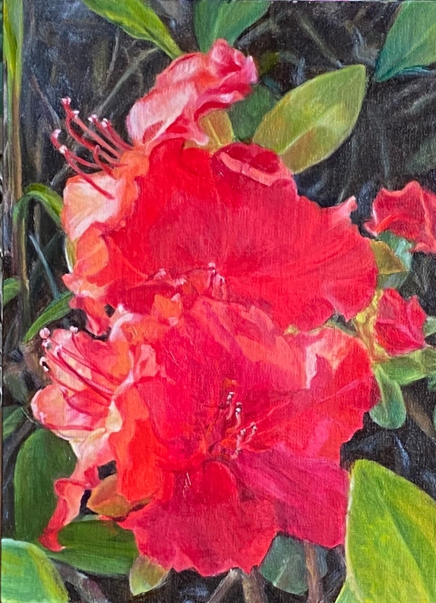 Blooming Hot by Rosemary Pergolizzi  Image: Azaleas burst into blazing colors for only a few weeks each spring.