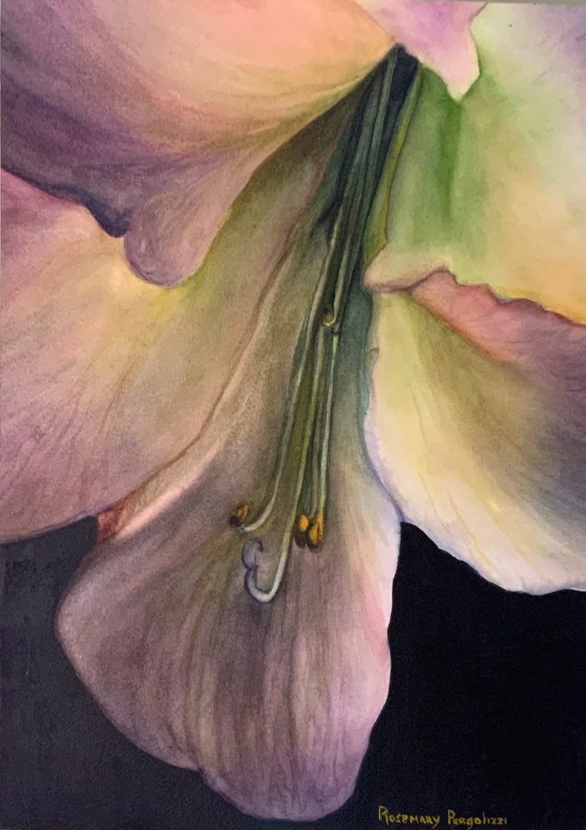 # 3 Lilly Series 