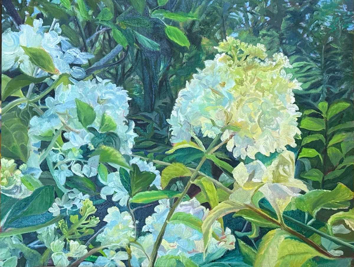 Lit From Within by Rosemary Pergolizzi  Image: Sunlight through the woods illuminates the lively hydrangeas.