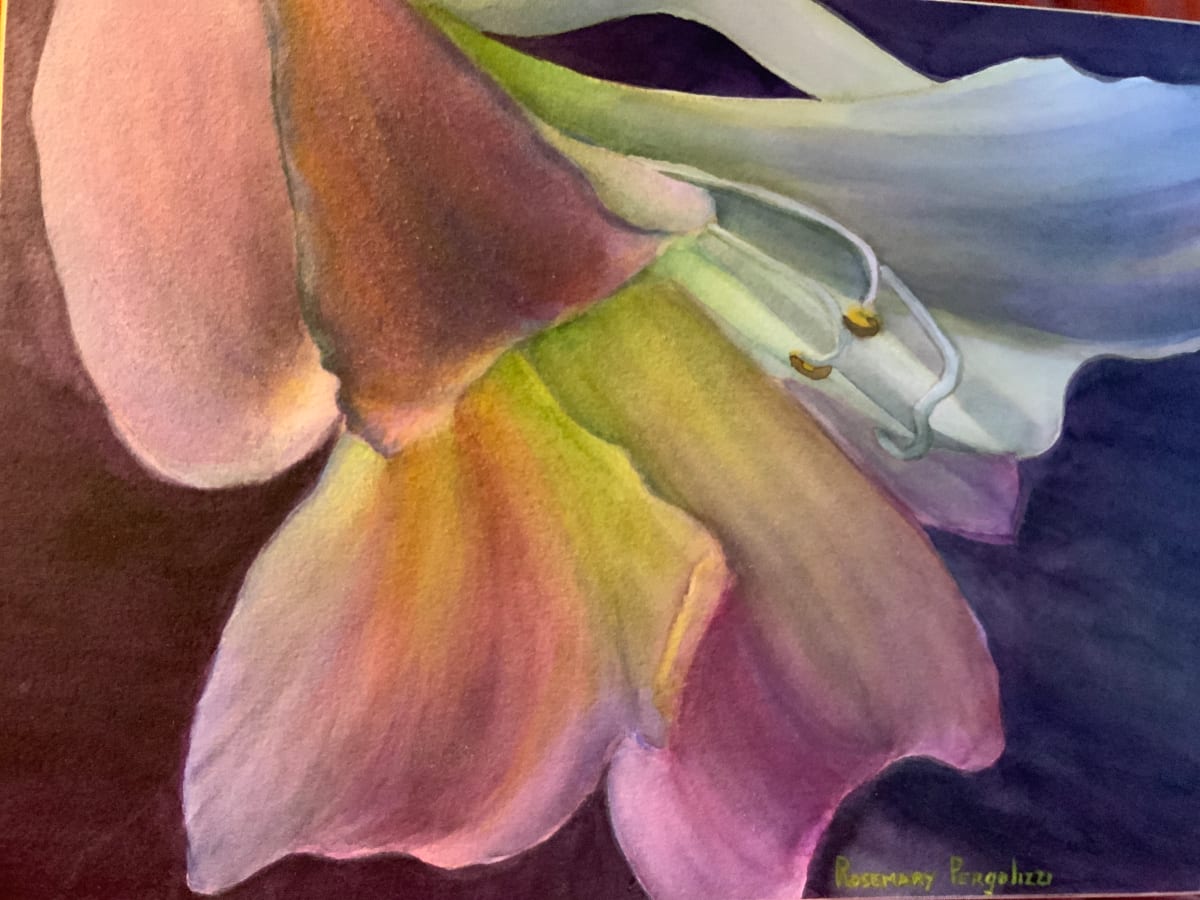 !st Bloom  Image: Lilly Series #1