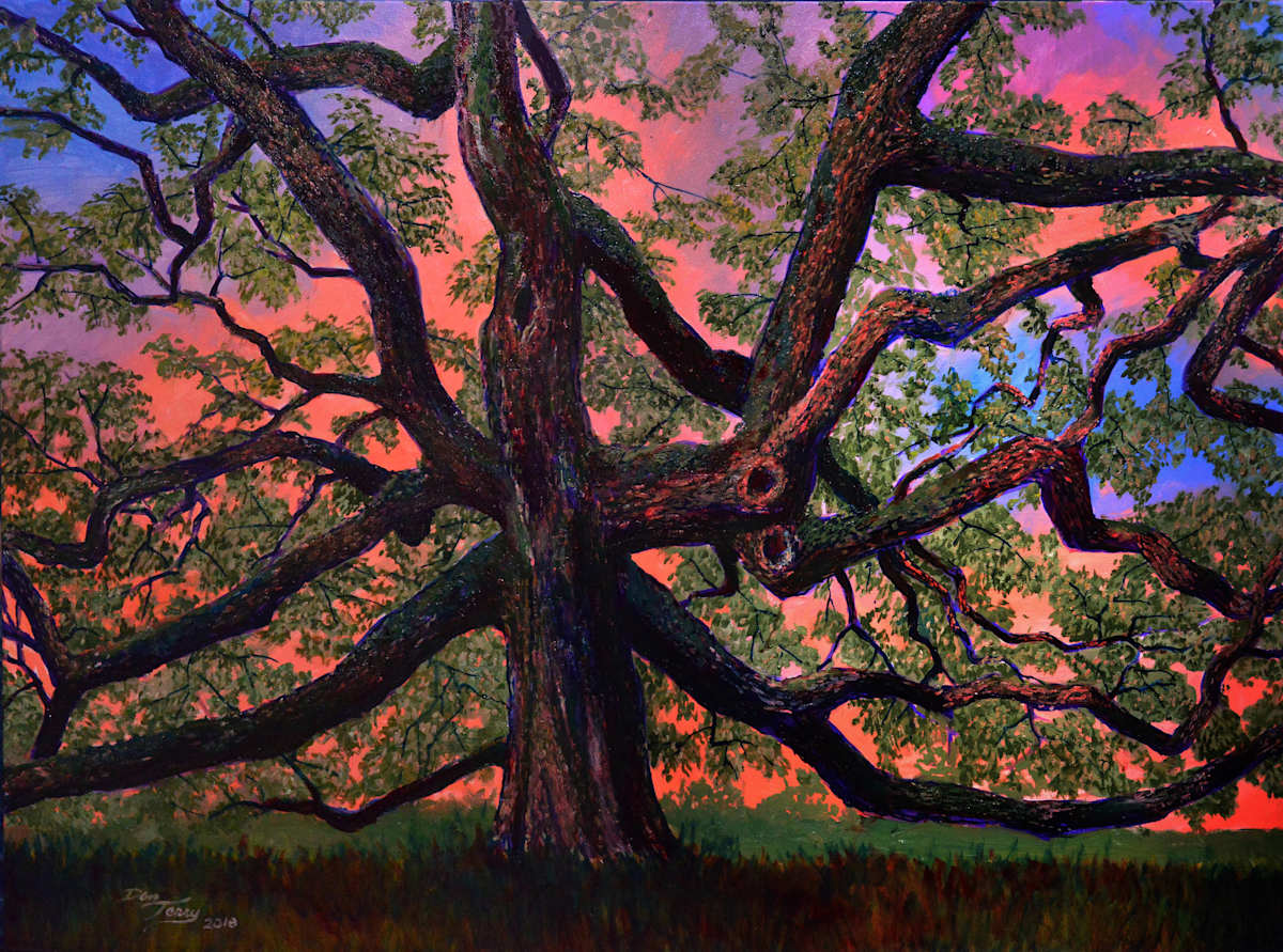 Sunset Oak, Image 1.