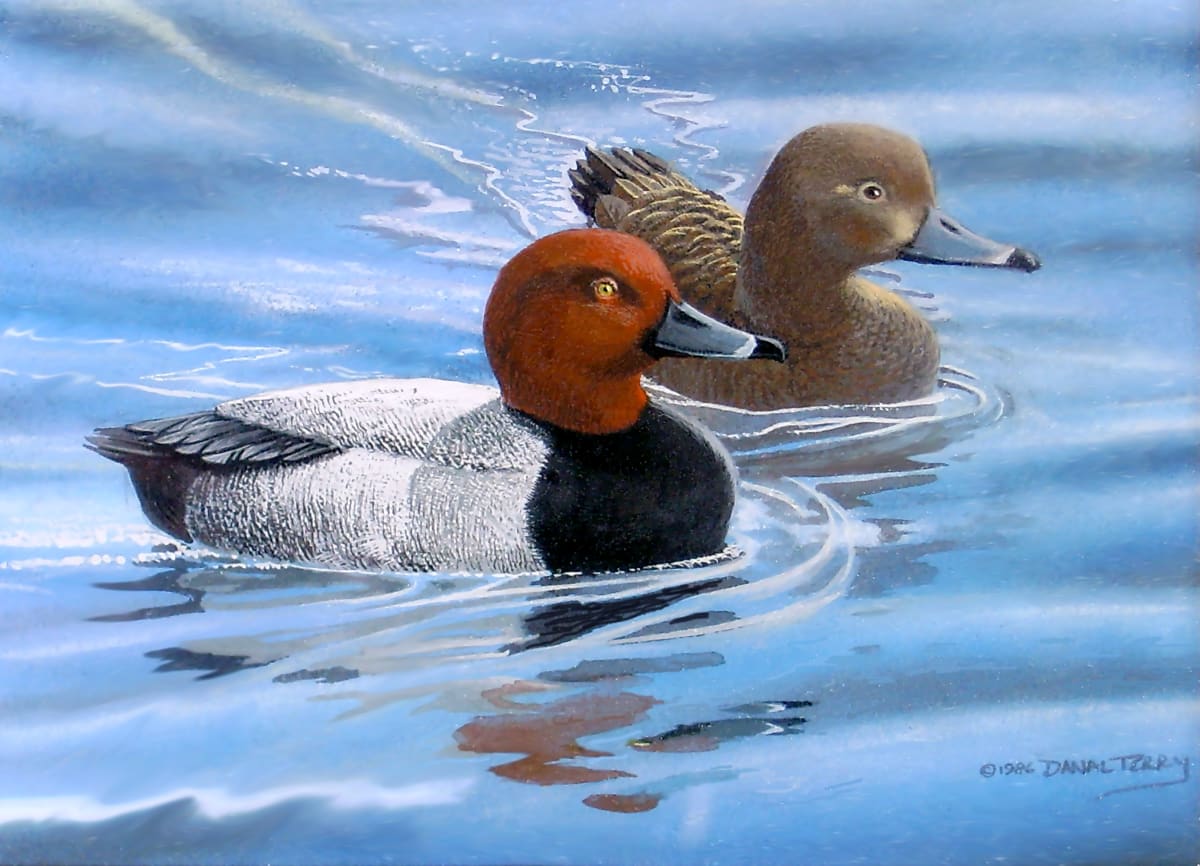 wood ducks by Dan Terry, Image 37.