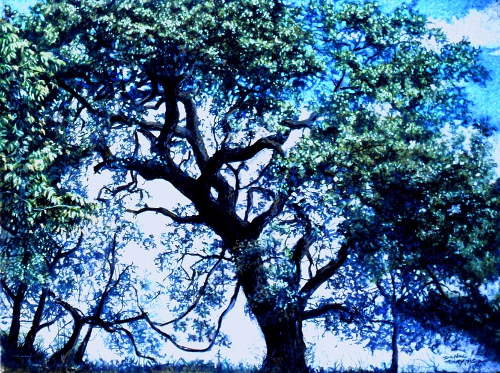 Grand Oak by Dan Terry  Image: "Grand Oak" Pastel on Paper took First Place in the San Marcos Art Leaque's National Art Exhibition juried by San Antonio's McNay Museum of Art's director/curator at the time in 1984. The work also won the Aquarena Springs Purchase Award. As Aquarena Springs was acquired by then Southwest Texas State University as a protected, aquifer research property, the work is believed to be in the collection of Texas State University. 