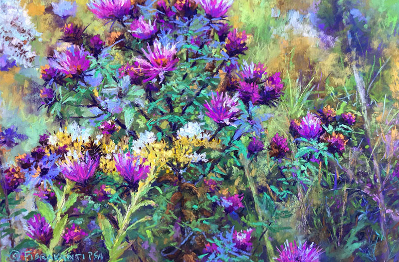 New England Aster 