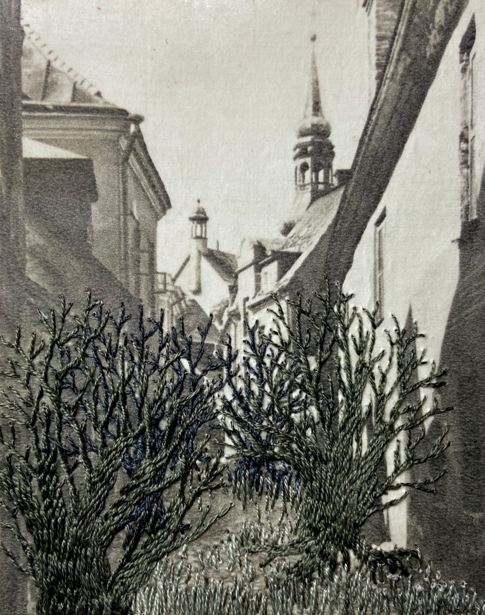 Strange Plants, Tallinn by Heather Beardsley 