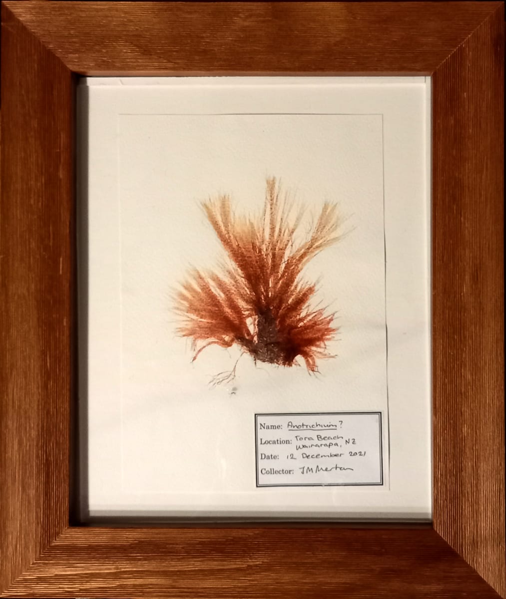 Anotrichium #1 