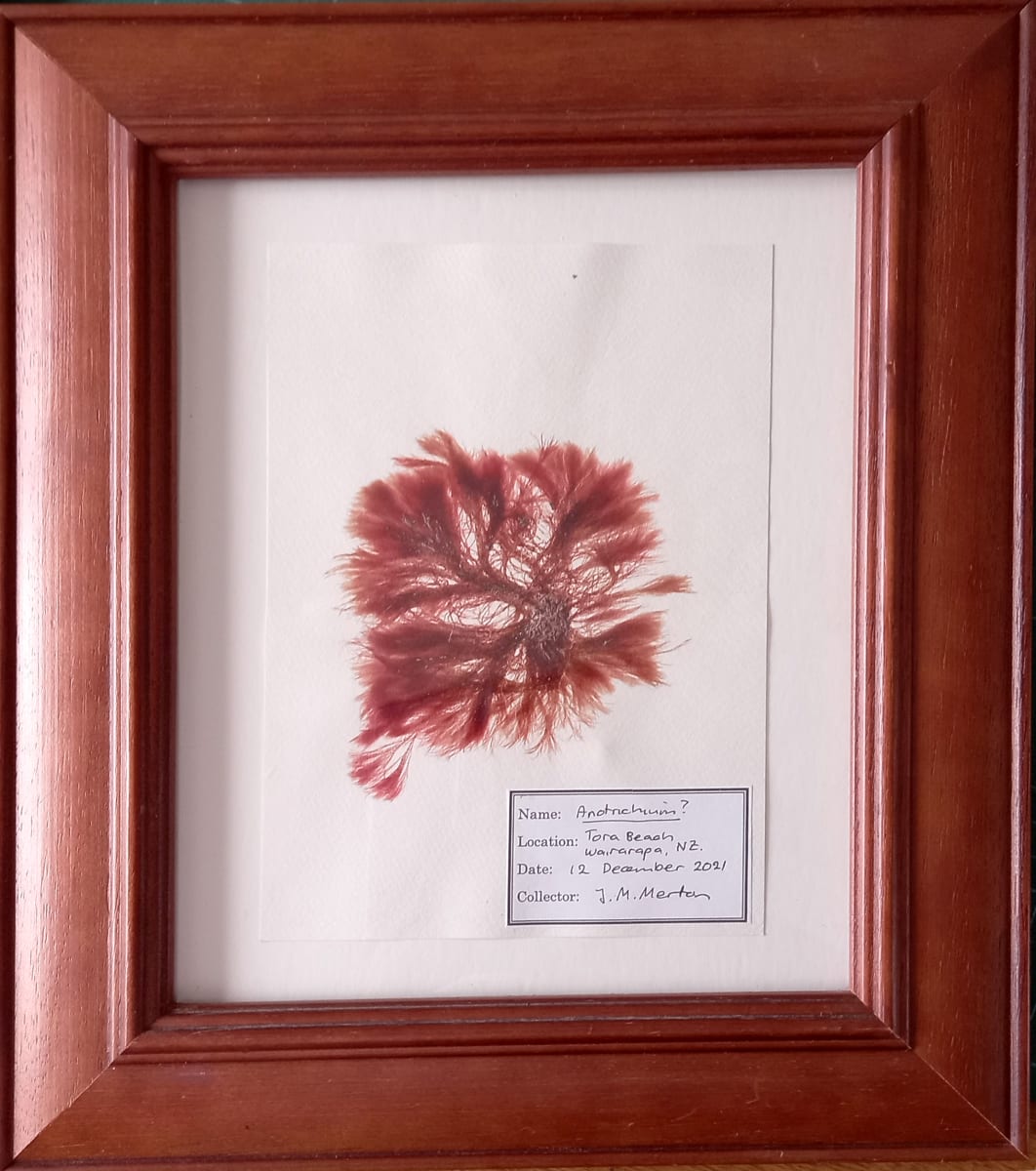 Anotrichium #2, Image 1.