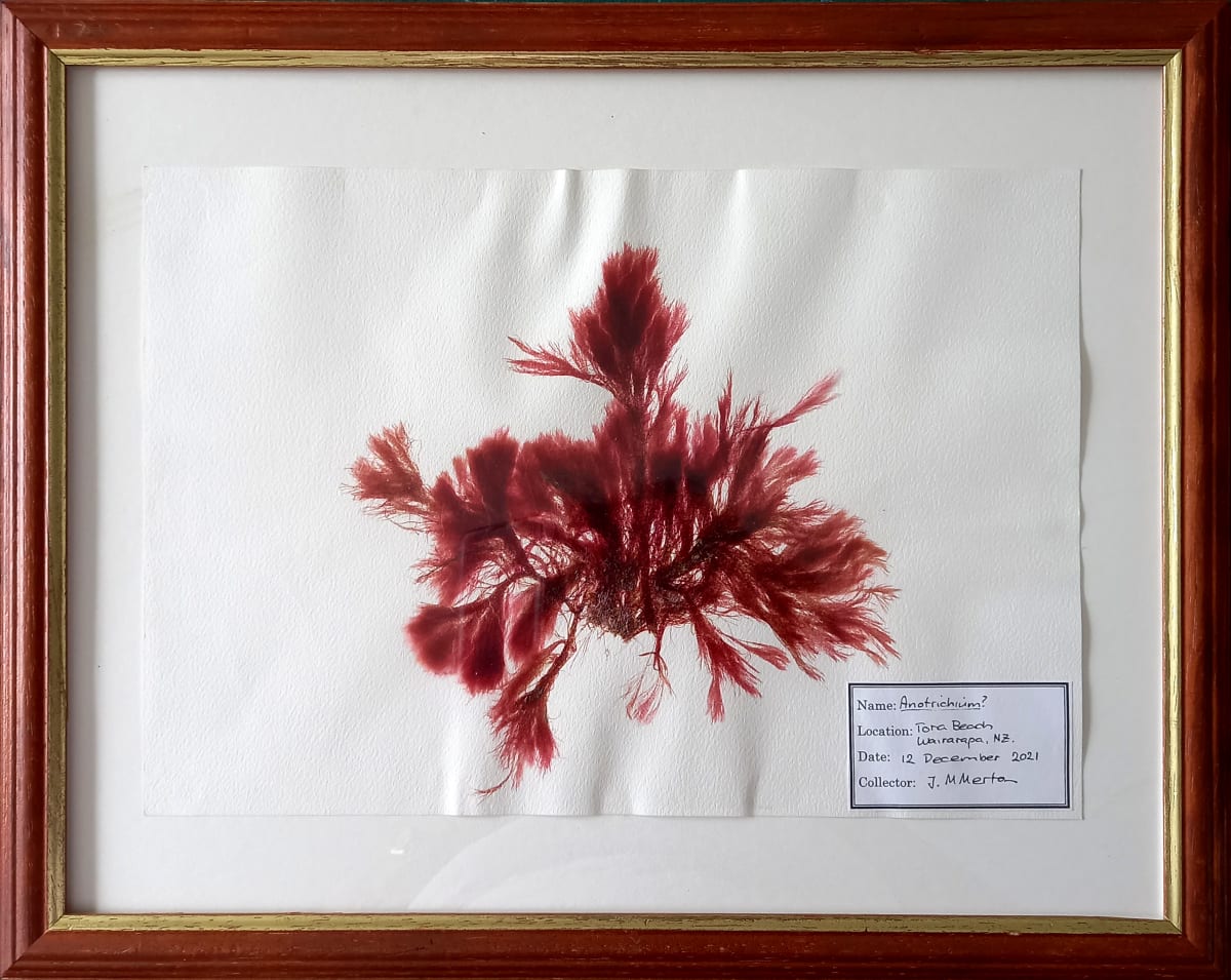 Anotrichium #3, Image 1.