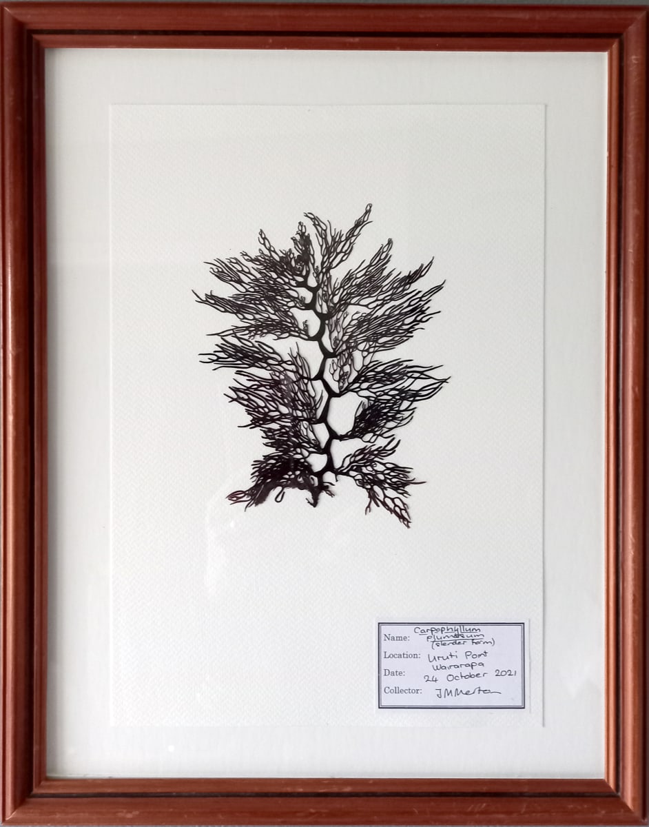 Carpophyllum p #1  Image: Carpophyllum p #1