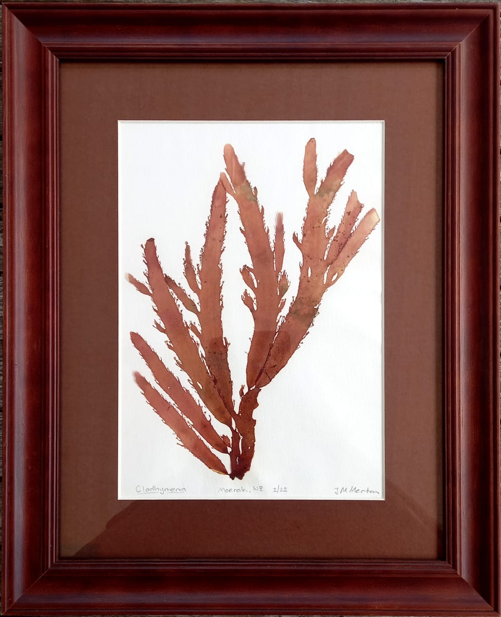 Cladhymenia #1  Image: Cladhymenia #1