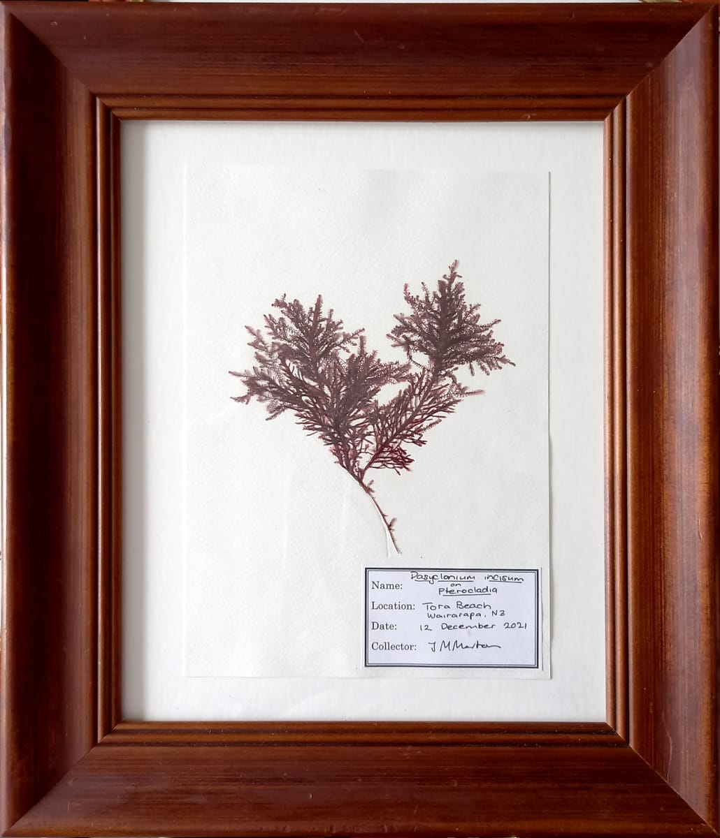 Dasyclonium #2, Image 1.