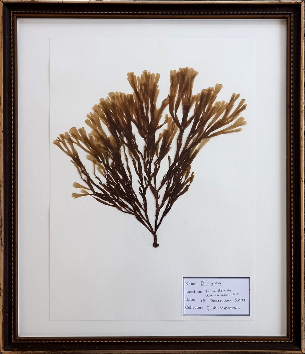 Dictyota #2  Image: Dictyota #2