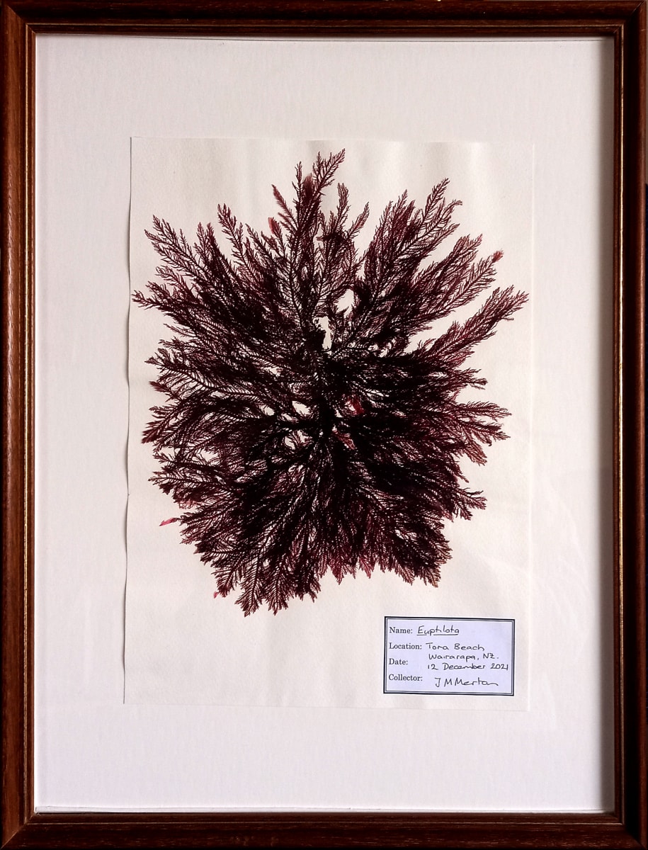 Euptilota #7  Image: Euptilota #7