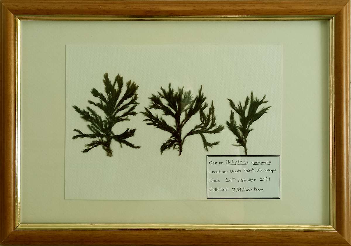 Halopteris #3, Image 1.