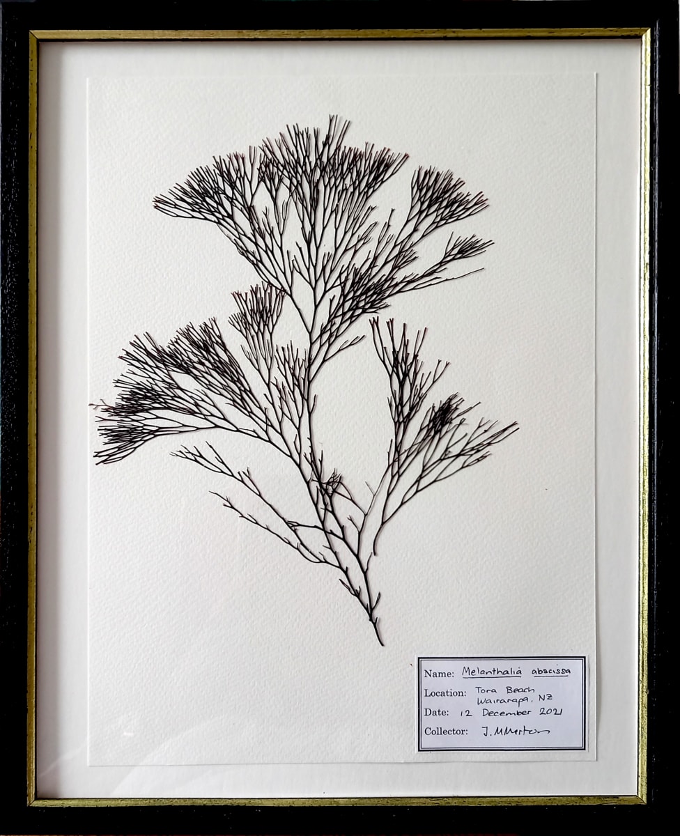 Melanthalia #3, Image 1.
