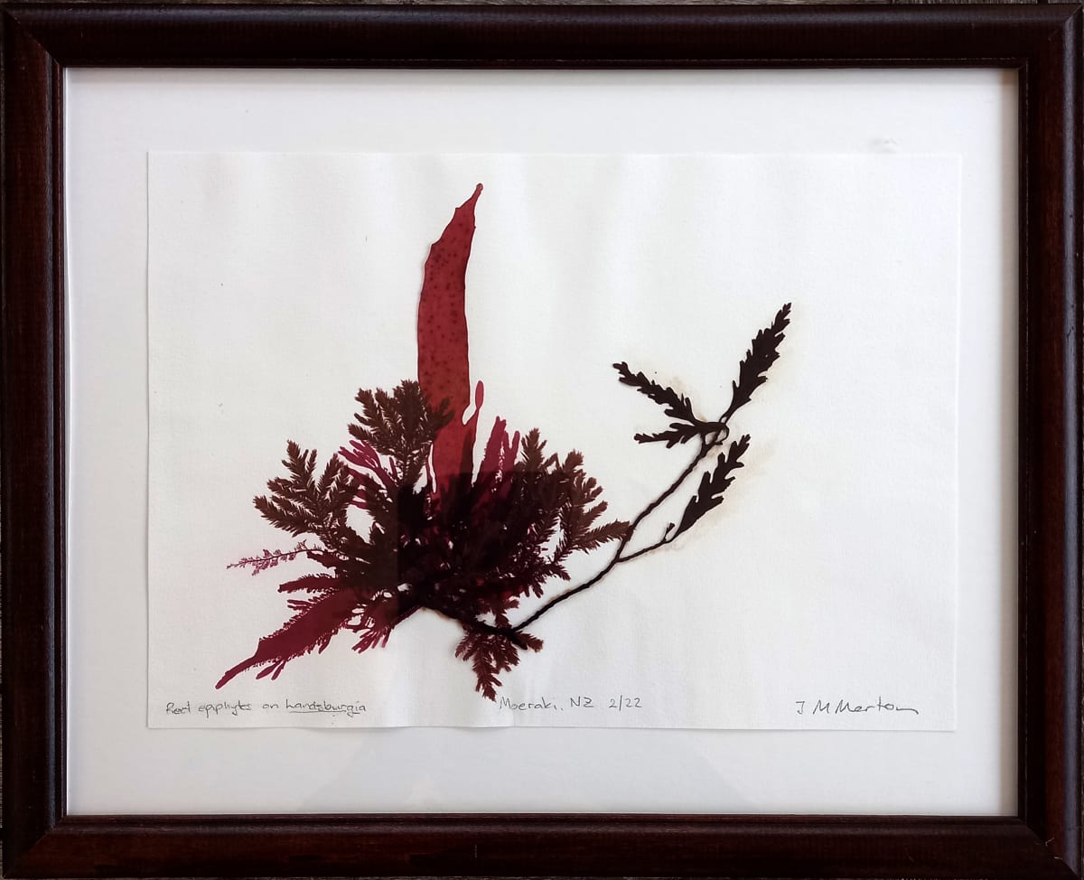 Moeraki Reds #5  Image: Moeraki Reds #5