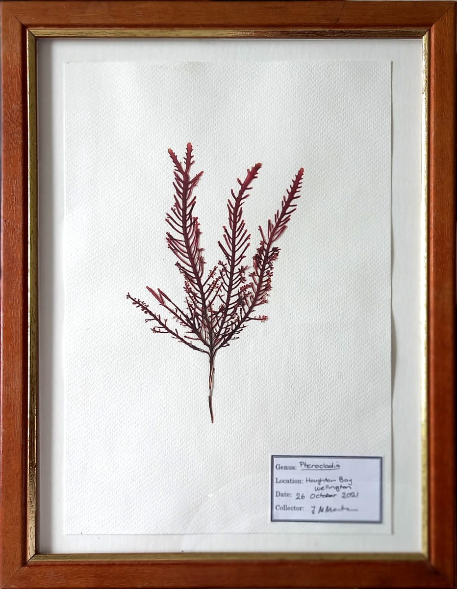 Pterocladia #3  Image: Pterocladia #3