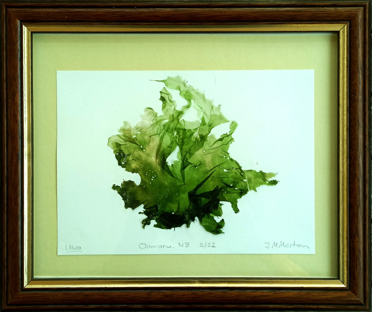 Ulva #11  Image: Ulva #11