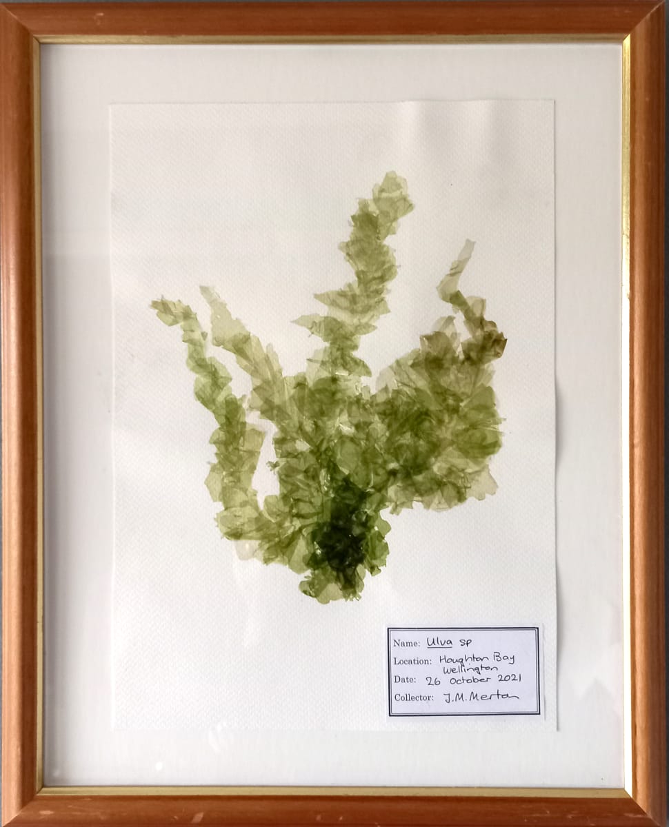 Ulva #2  Image: Ulva #2