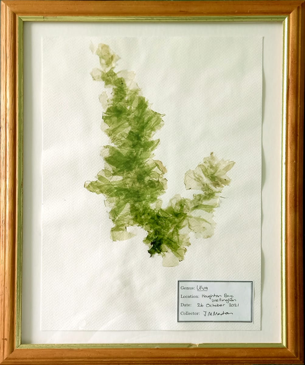 Ulva #3, Image 1.