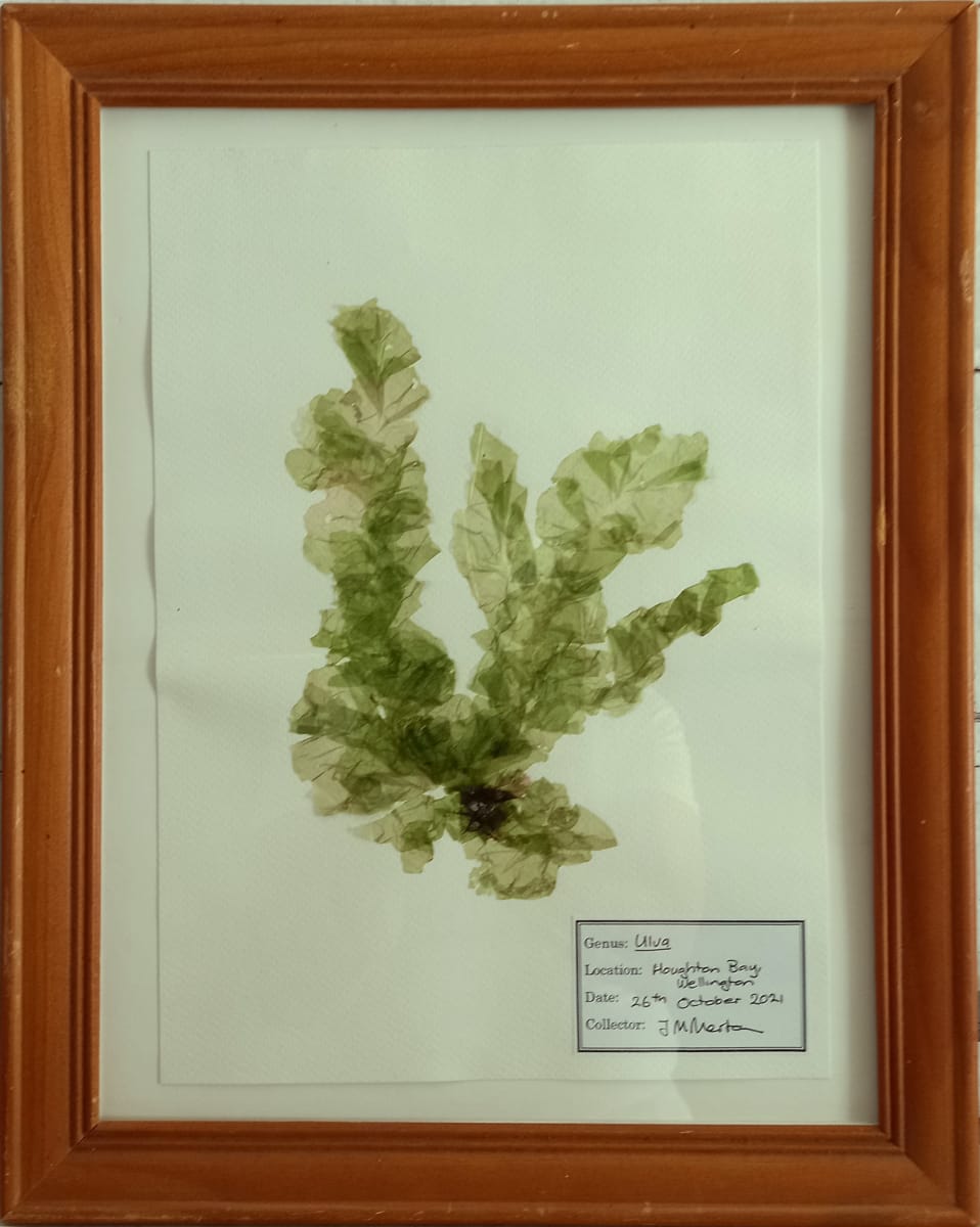 Ulva #4  Image: Ulva #4