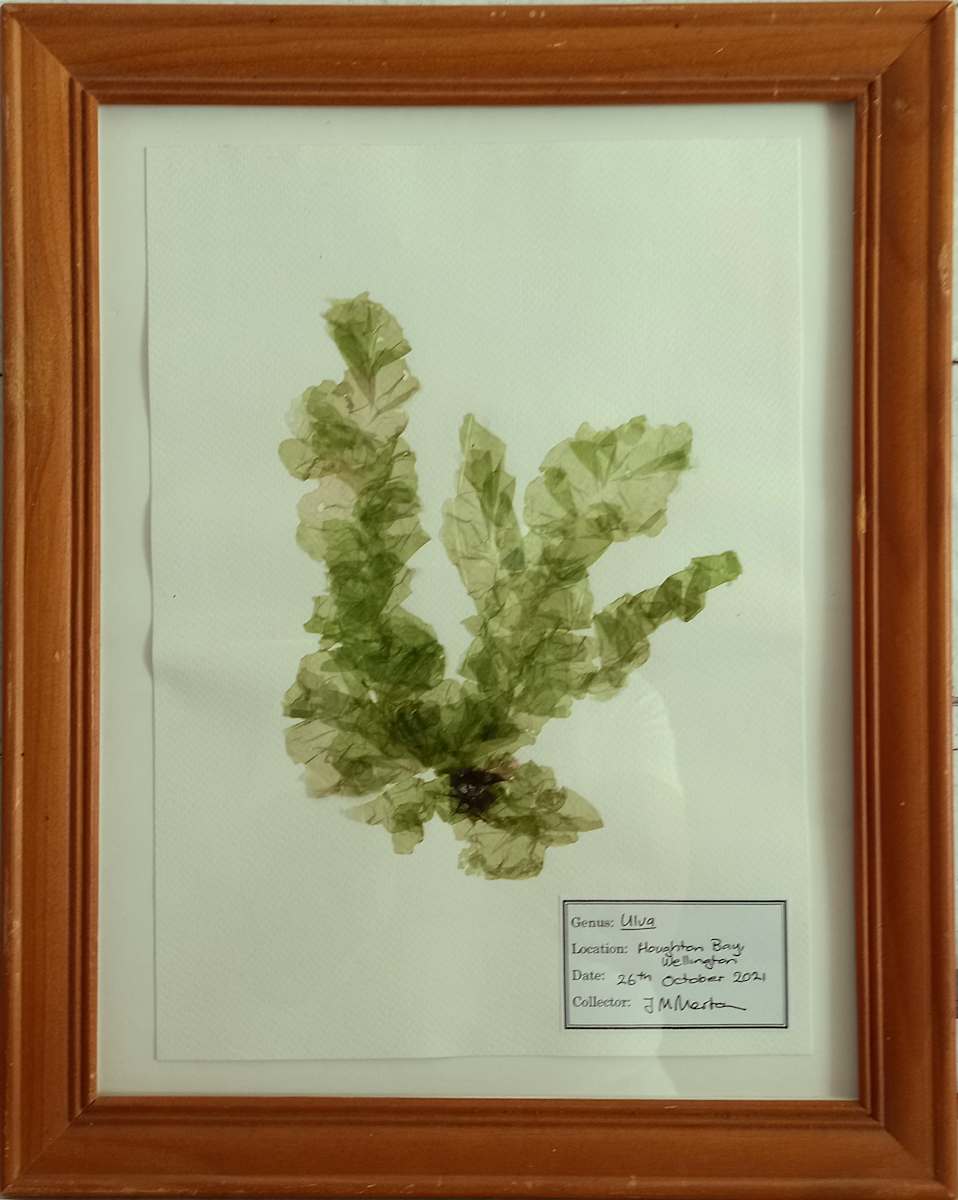 Ulva #4, Image 1.
