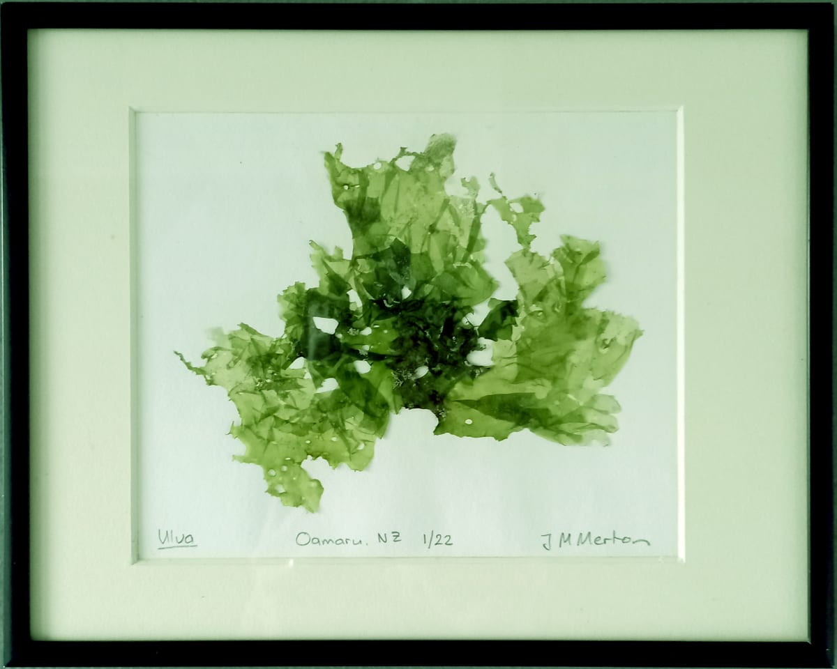 Ulva #7, Image 1.