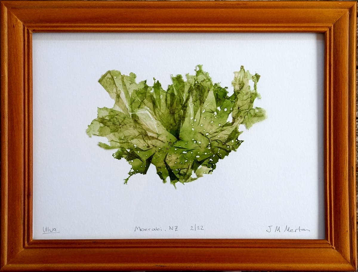 Ulva #8, Image 1.