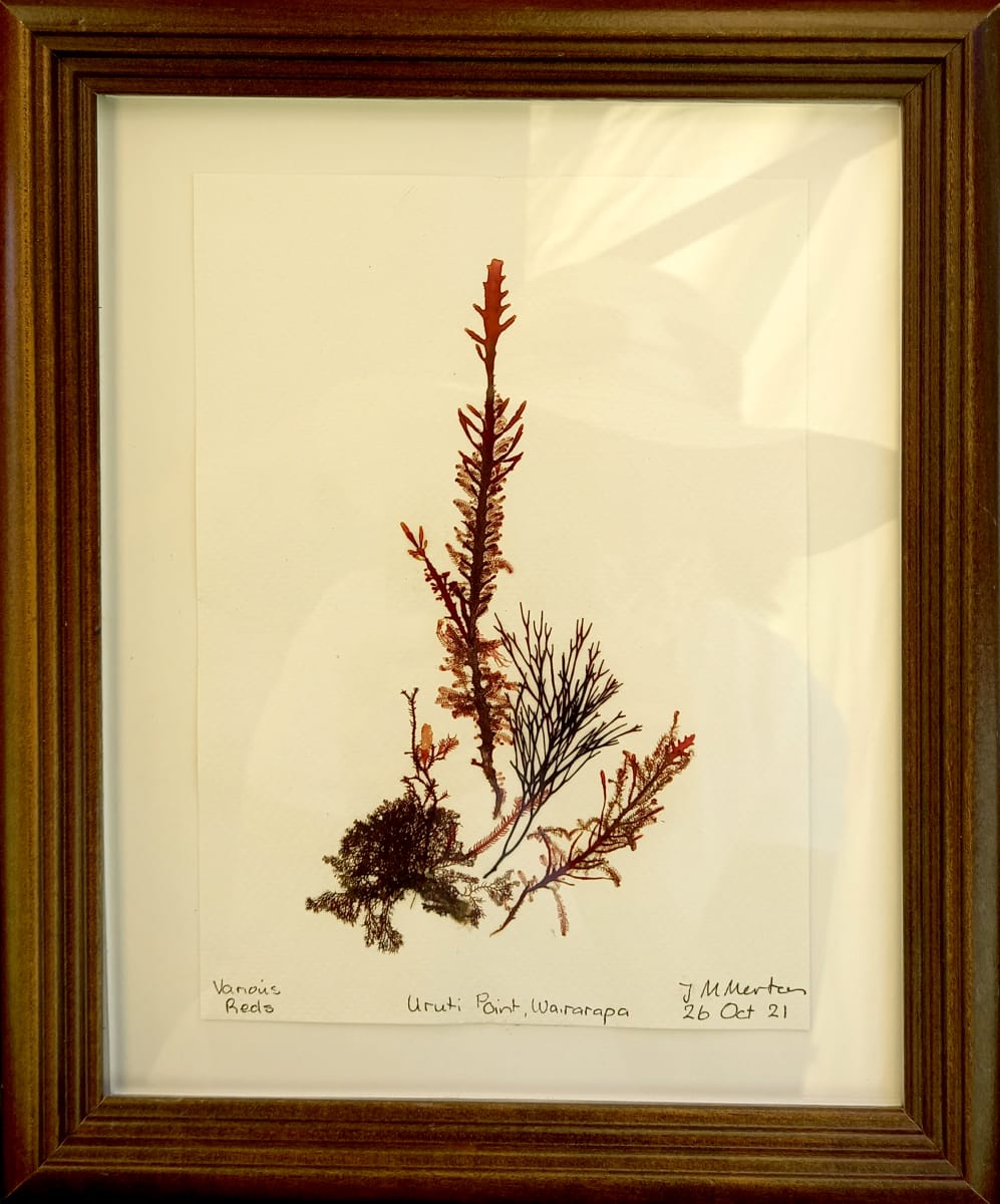 Uruti Reds 1  Image: Uruti Reds 1