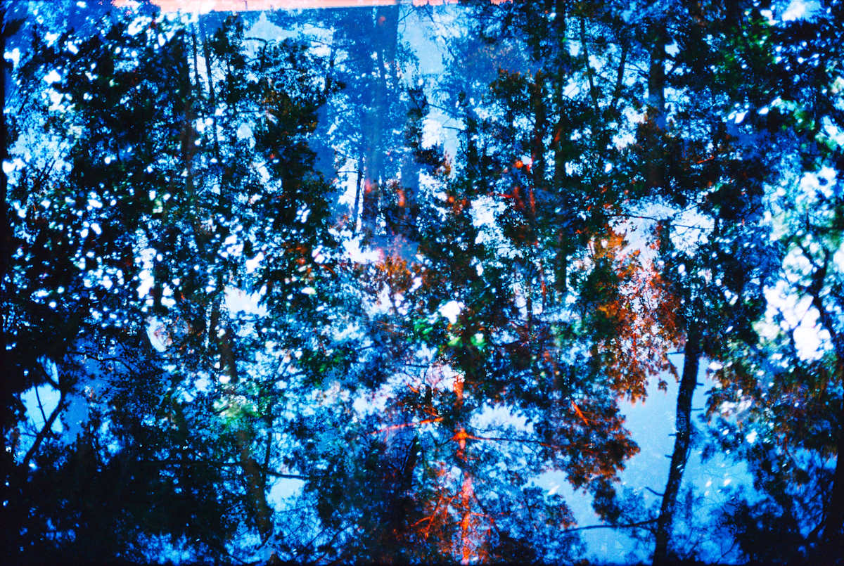 Blauerwald - Blue Forest by Nichole Velasquez, Image 1.