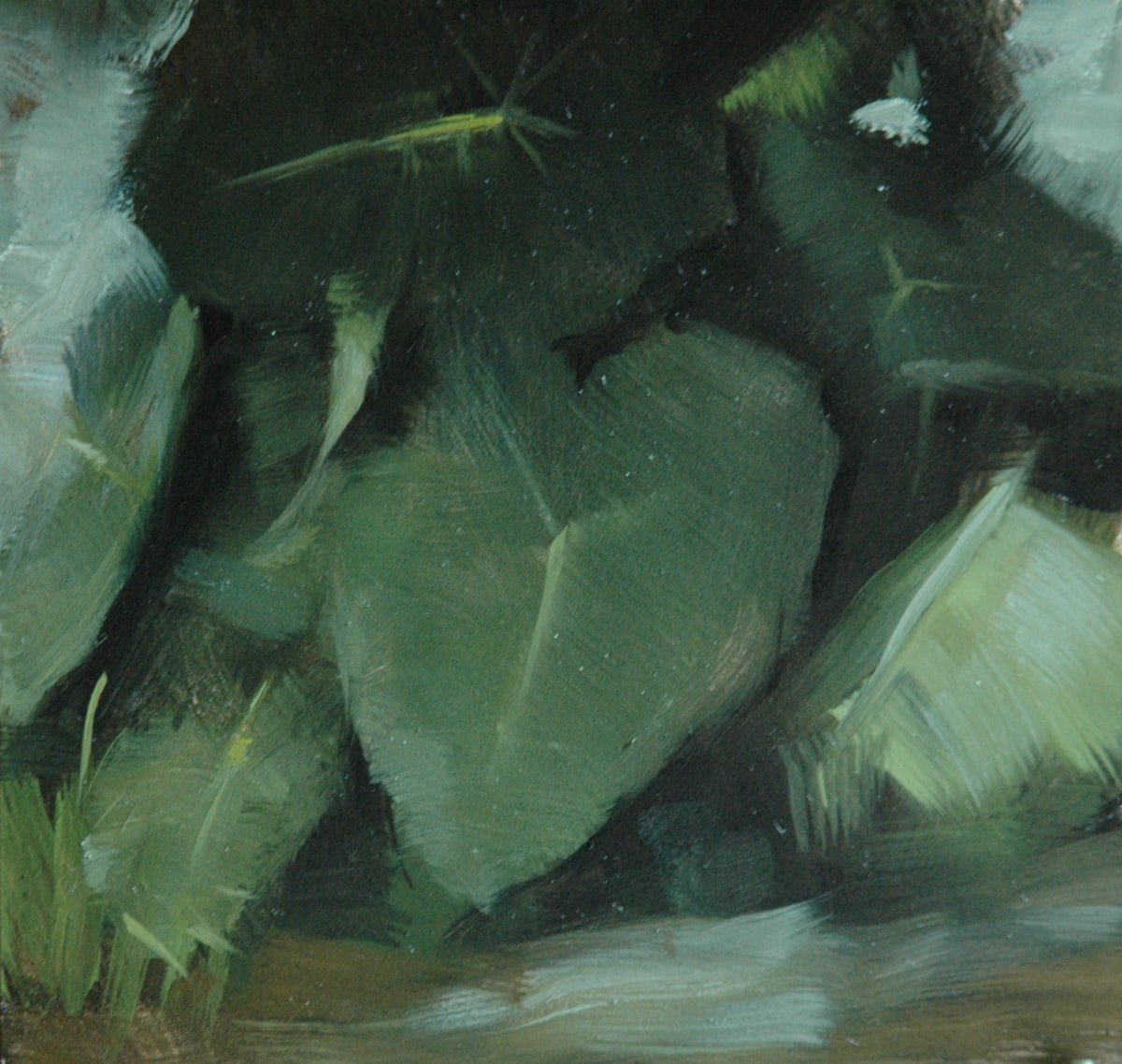Elephant Ears 