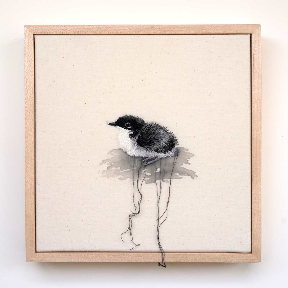 Scripps's Murrelet Chick by Michelle Robinson, Image 1.