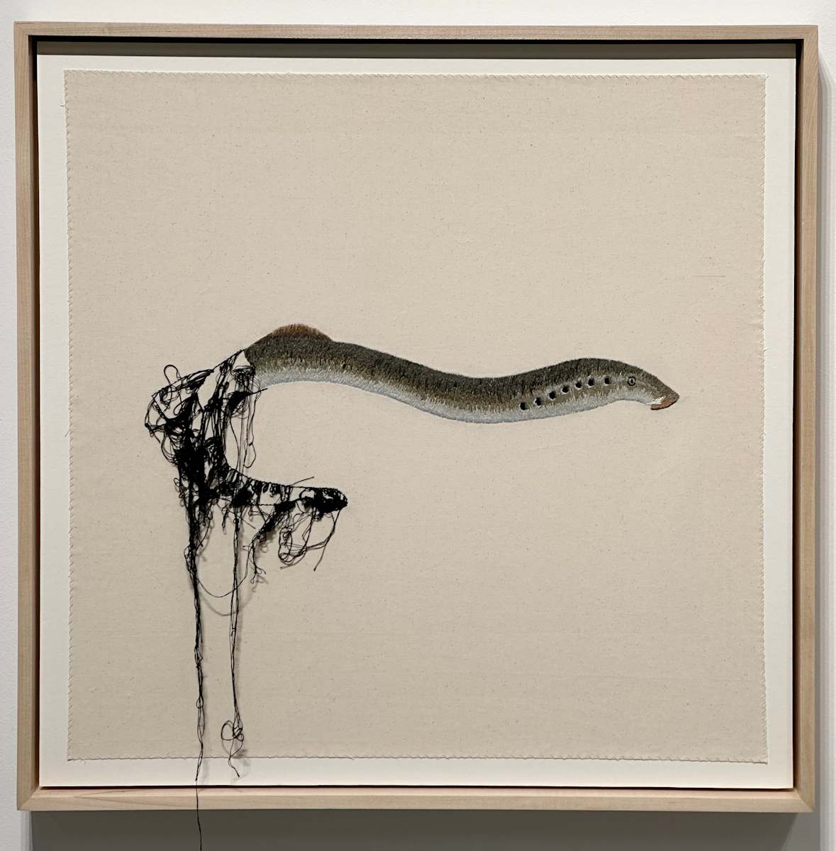 Pacific Lamprey (threatened) by Michelle Robinson 