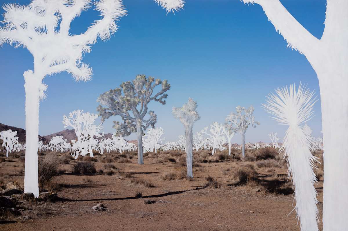 Ghosts 3 (yucca brevifolia) by Michelle Robinson, Image 1.