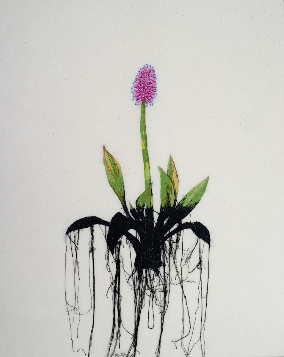 Swamp Pink (imperiled s2) by Michelle Robinson 