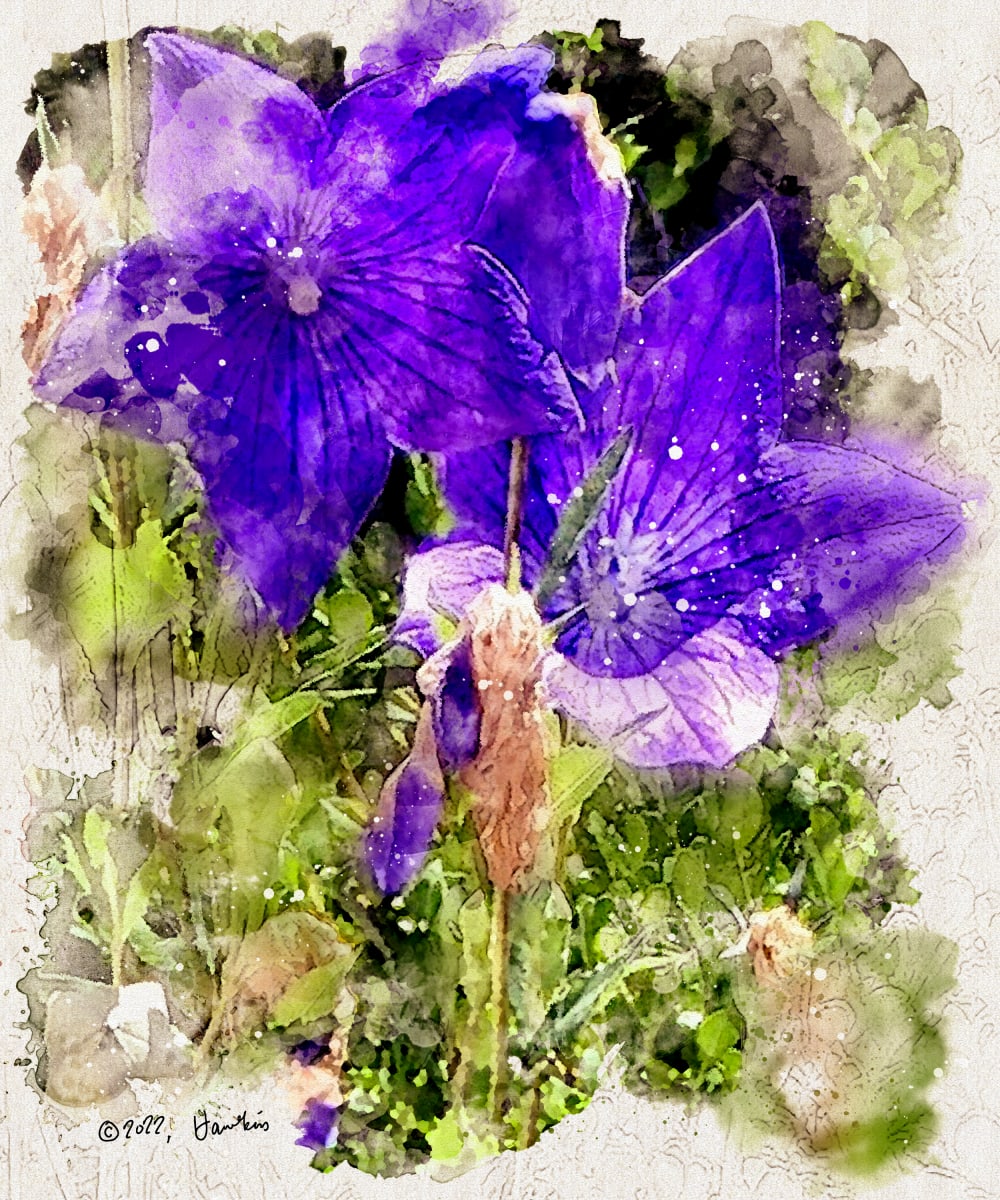 Balloon Flowers  Image: Two open Balloon flower blossoms; reference photo by Karen LeClair