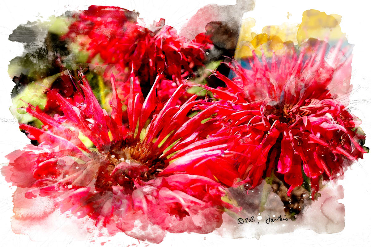 Bee Balm  Image: Red Bee Balm blooms; reference photo by Karen LeClair