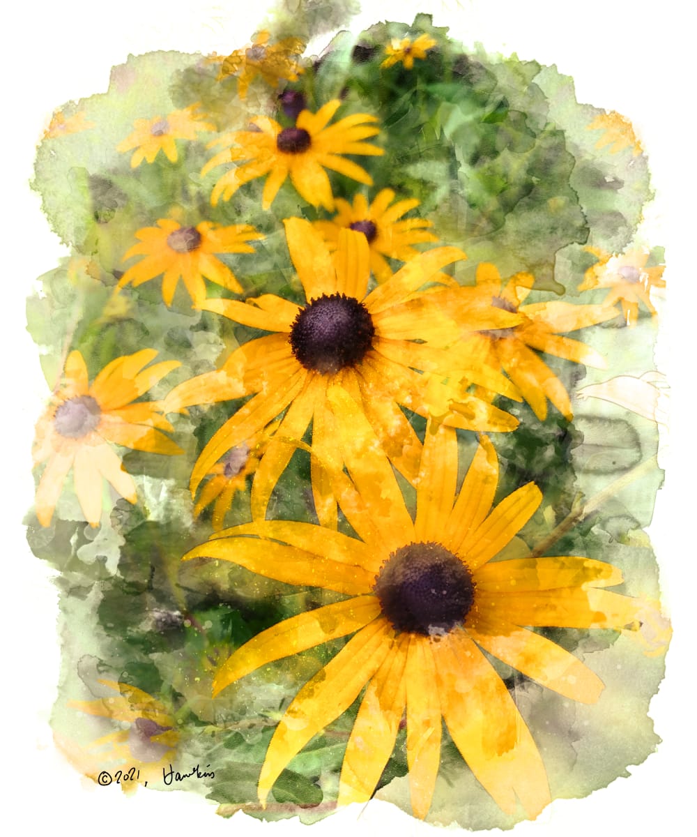 Black-eyed Susans  Image: View of several Black-eyed Susans in a garden; reference photo by Karen LeClair